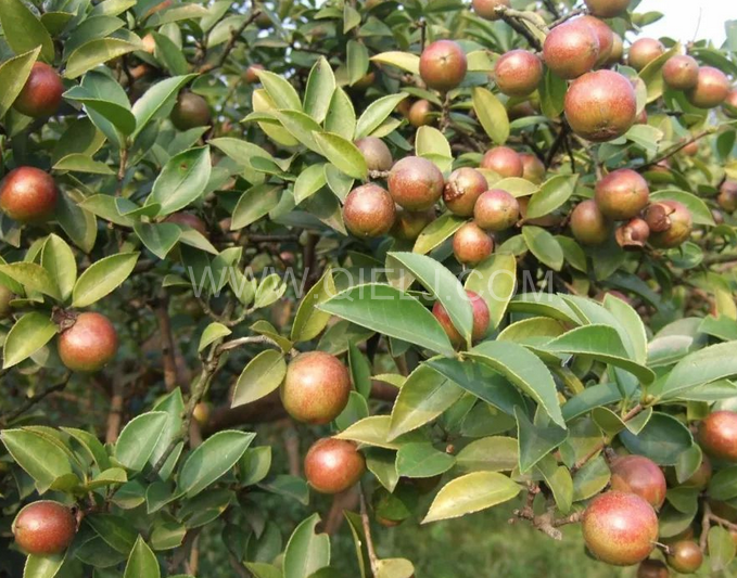 茶籽油壓榨設(shè)備認準(zhǔn)企鵝機械，性能穩(wěn)定操作便利(圖1)